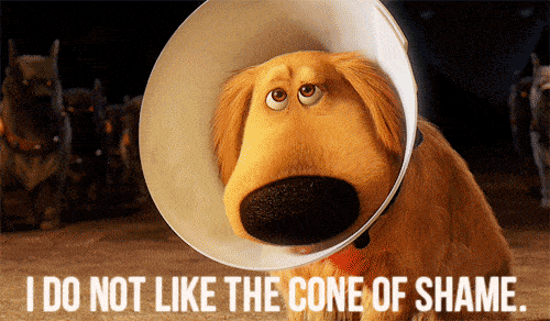 Cone of Shame Movie Up