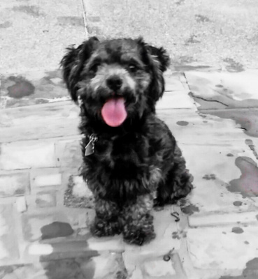 Cute Puppy
