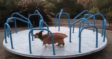 Visitor Movements. Dog on Merry-Go-Round